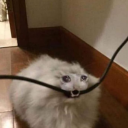 mwright30313326 avatar