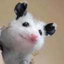 mxferalpossum avatar