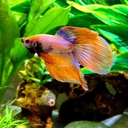 my-bettas-blog avatar