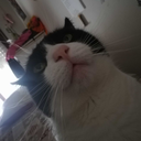 my-cat-is-my-love-blog avatar