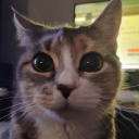 my-cat-starbuck avatar