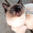 my-fair-lady-adler avatar