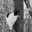 my-gender-is-nah avatar