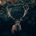 my-head-is-an-animal avatar