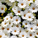 my-horror-st0ry avatar