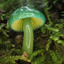 my-lizard-the-wizard avatar