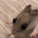 my-minds-just-a-mess avatar