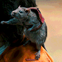 my-mom-calls-me-rat avatar