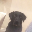 my-name-is-muddy avatar