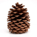 my-name-is-pinecone avatar