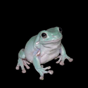 my-name-mr-frog avatar