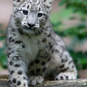 my-purple-colored-dream avatar