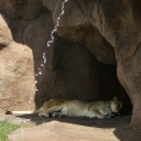 myaminalcackers avatar