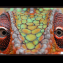 myanimalkingdom-blog avatar