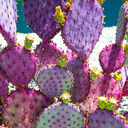 mycactusgarden avatar