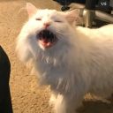 mycandlesandcacti avatar