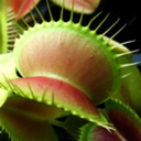 mycarnivorousplants avatar