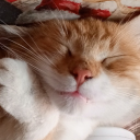 mycatisaweirdo avatar