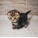 mycatiscute avatar