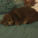 mycatisthecutest avatar