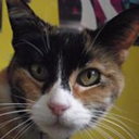 mycatjezabel avatar
