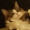 mycatrightnow avatar