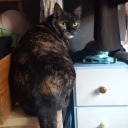 mycatrunsthisvetblr avatar