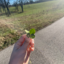 mycatsnameisgravy avatar