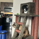 mycatwontletmesleep avatar