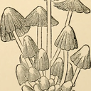 mycena-haematopus avatar