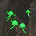 mycena-luxaeterna avatar