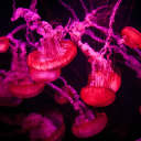 mychemicalloveaffair avatar