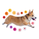 mycorgiobsession-blog avatar