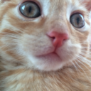 mycroftscakeaddiction avatar