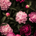 mydarkrosegarden avatar