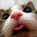 mydefendorcat avatar