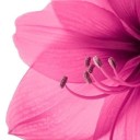 mydirtysweetsexyvalentine avatar