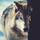 mydreamhomeinspiration avatar