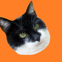 myfatbatcat avatar