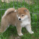 myfirstshiba avatar