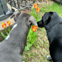 mygooseiscooked avatar