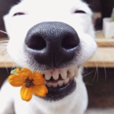 myheart-mymemories avatar