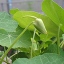 myhortavachesfleuves avatar