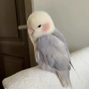 mykaleidoscopicw0rld avatar