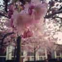 mykawaiilovestory avatar