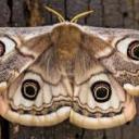 myles-writes7 avatar