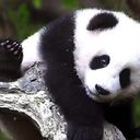 mylifeas-cote avatar