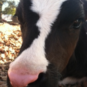 mylifeasadairycalf avatar