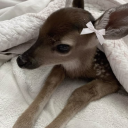 mylildiarysblogx avatar