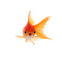 mylilfishie avatar